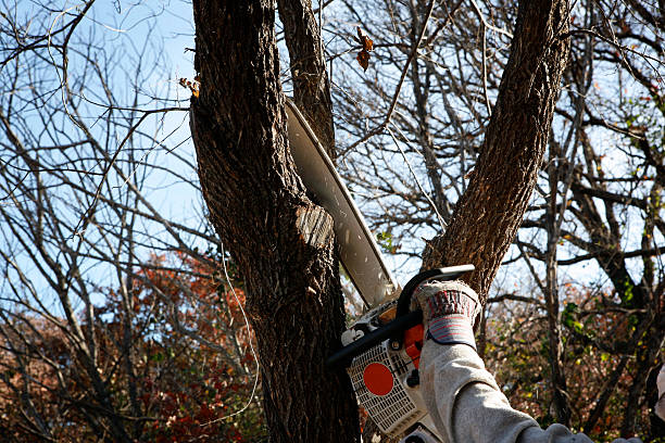 Best Lawn Watering Services  in Bayside Gardens, OR